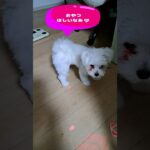 「おやつ頂戴パパお願い💛」マルチーズ子犬＃シニア＃マルチーズ＃子犬 #puppy #赤ちゃん #ふせ #遊ぶ＃しつけ＃トリミング＃かわいい＃お迎え＃ペット＃性格＃吠える＃散歩＃癒し＃カット