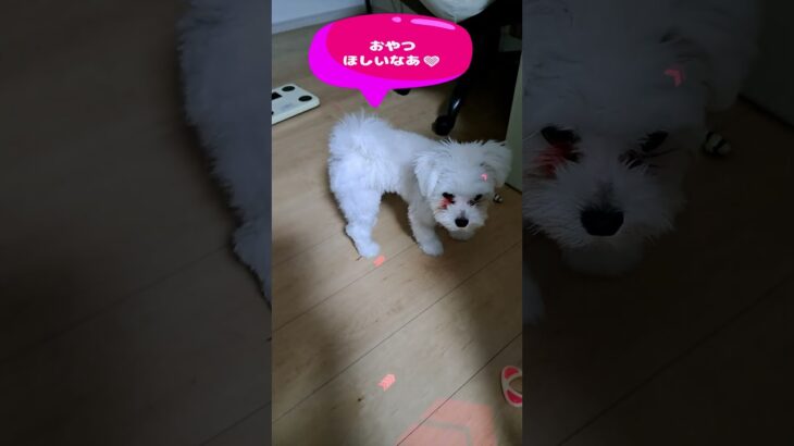 「おやつ頂戴パパお願い💛」マルチーズ子犬＃シニア＃マルチーズ＃子犬 #puppy #赤ちゃん #ふせ #遊ぶ＃しつけ＃トリミング＃かわいい＃お迎え＃ペット＃性格＃吠える＃散歩＃癒し＃カット