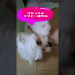 「待ってるから早く帰って来てね💛」マルチーズ子犬＃シニア＃マルチーズ＃子犬 #puppy #赤ちゃん #ふせ #遊ぶ＃かわいい＃しつけ＃トリミング＃癒し＃ペット＃お迎え＃吠える＃性格 #眠る