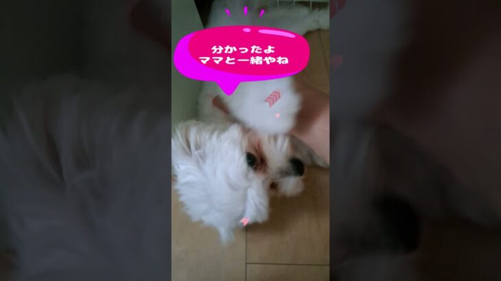 「待ってるから早く帰って来てね💛」マルチーズ子犬＃シニア＃マルチーズ＃子犬 #puppy #赤ちゃん #ふせ #遊ぶ＃かわいい＃しつけ＃トリミング＃癒し＃ペット＃お迎え＃吠える＃性格 #眠る