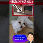 「ごめんなさい反省してましゅ💛」＃シニア＃マルチーズ＃子犬＃かわいい＃しつけ #puppy #赤ちゃん #ふせ #遊ぶ＃トリミング＃吠える＃お迎え＃癒し＃性格＃ペット #眠る＃カット