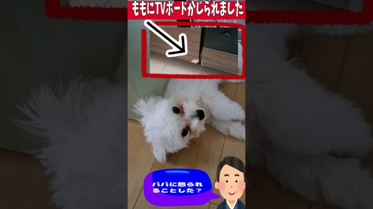 「ごめんなさい反省してましゅ💛」＃シニア＃マルチーズ＃子犬＃かわいい＃しつけ #puppy #赤ちゃん #ふせ #遊ぶ＃トリミング＃吠える＃お迎え＃癒し＃性格＃ペット #眠る＃カット