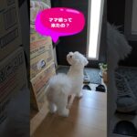 「お帰り💛ペロペロさせて💛」マルチーズ子犬＃シニア＃マルチーズ＃子犬 #puppy #赤ちゃん #ふせ＃しつけ＃かわいい＃お迎え＃トリミング＃吠える＃癒し＃カット#性格 ＃ペット＃遊ぶ
