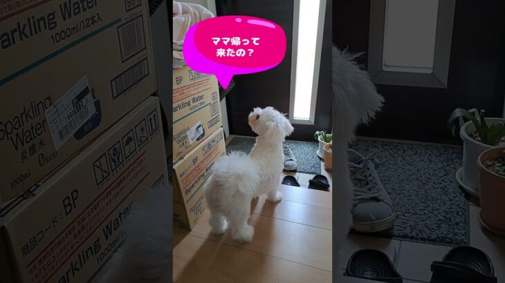 「お帰り💛ペロペロさせて💛」マルチーズ子犬＃シニア＃マルチーズ＃子犬 #puppy #赤ちゃん #ふせ＃しつけ＃かわいい＃お迎え＃トリミング＃吠える＃癒し＃カット#性格 ＃ペット＃遊ぶ