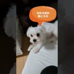 外の怪しい音に吠えまくるマルチーズ子犬＃シニア＃マルチーズ＃子犬＃吠える＃遊ぶ #puppy #赤ちゃん #ふせ＃かわいい＃可愛い＃しつけ＃吠える＃噛む＃性格＃癒し＃ペット＃お迎え＃トリミング