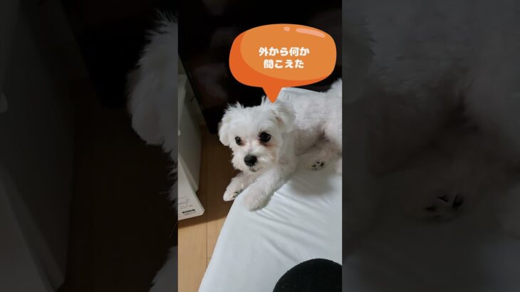 外の怪しい音に吠えまくるマルチーズ子犬＃シニア＃マルチーズ＃子犬＃吠える＃遊ぶ #puppy #赤ちゃん #ふせ＃かわいい＃可愛い＃しつけ＃吠える＃噛む＃性格＃癒し＃ペット＃お迎え＃トリミング