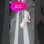 「お散歩大好きでしゅ💛」マルチーズ子犬＃シニア＃マルチーズ＃子犬 #puppy #ふせ＃赤ちゃん #遊ぶ＃しつけ＃かわいい＃お迎え＃吠える＃癒し＃散歩＃ペット＃性格
