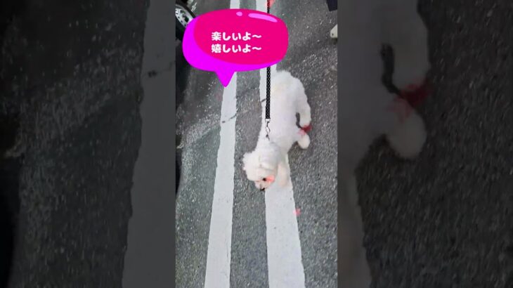 「お散歩大好きでしゅ💛」マルチーズ子犬＃シニア＃マルチーズ＃子犬 #puppy #ふせ＃赤ちゃん #遊ぶ＃しつけ＃かわいい＃お迎え＃吠える＃癒し＃散歩＃ペット＃性格
