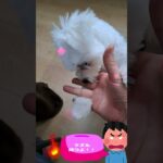 「噛むのをやめさせる」マルチーズ子犬＃シニア＃マルチーズ＃子犬＃噛む＃しつけ＃マズル＃コントロール＃吠える＃お迎え＃トリミング #赤ちゃん＃性格＃遊ぶ＃ペット＃かわいい #puppy ＃可愛い