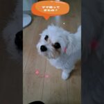 「パパのうそつき」マルチーズ子犬＃シニア＃マルチーズ＃子犬 #puppy #赤ちゃん #ふせ＃しつけ＃遊ぶ＃吠える＃ペット＃癒し＃可愛い＃かわいい＃トリミング＃お迎え＃散歩