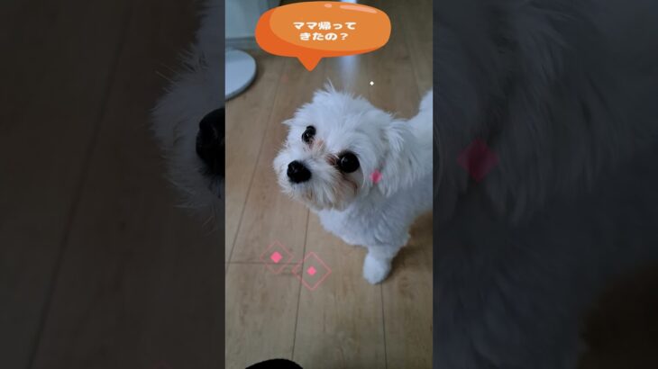 「パパのうそつき」マルチーズ子犬＃シニア＃マルチーズ＃子犬 #puppy #赤ちゃん #ふせ＃しつけ＃遊ぶ＃吠える＃ペット＃癒し＃可愛い＃かわいい＃トリミング＃お迎え＃散歩