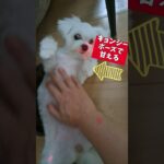 キョンシーポーズで甘えるマルチーズ子犬＃シニア＃マルチーズ＃子犬＃しつけ＃お留守番 #puppy  #赤ちゃん＃かわいい＃可愛い＃性格＃吠える＃遊ぶ＃噛む＃トリミング＃お迎え＃癒し＃ペット＃キョンシー