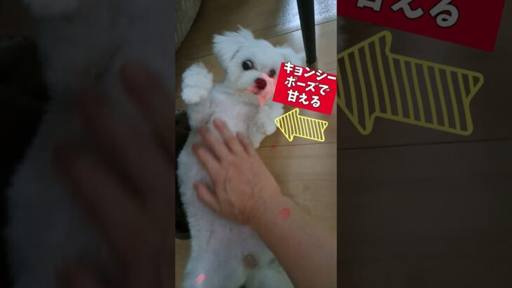 キョンシーポーズで甘えるマルチーズ子犬＃シニア＃マルチーズ＃子犬＃しつけ＃お留守番 #puppy  #赤ちゃん＃かわいい＃可愛い＃性格＃吠える＃遊ぶ＃噛む＃トリミング＃お迎え＃癒し＃ペット＃キョンシー