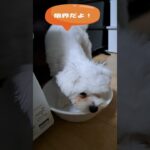 ご飯食べたいよ～マルチーズ子犬”シニア＃マルチーズ＃子犬 #ふせ＃お迎え＃遊ぶ＃かわいい＃しつけ＃吠える＃性格＃トリミング #puppy #赤ちゃん＃噛む