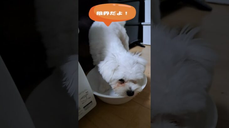 ご飯食べたいよ～マルチーズ子犬”シニア＃マルチーズ＃子犬 #ふせ＃お迎え＃遊ぶ＃かわいい＃しつけ＃吠える＃性格＃トリミング #puppy #赤ちゃん＃噛む