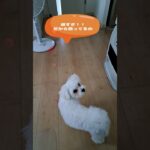 ママ呼んできて！マルチーズ子犬＃シニア＃マルチーズ＃子犬 #puppy #赤ちゃん #ふせ #しつけ#遊ぶ＃お迎え＃吠える＃かわいい＃可愛い＃ペット＃癒し＃トリミング＃性格
