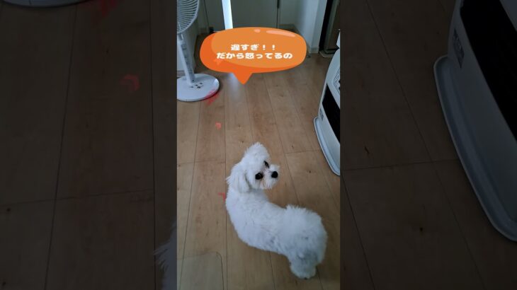 ママ呼んできて！マルチーズ子犬＃シニア＃マルチーズ＃子犬 #puppy #赤ちゃん #ふせ #しつけ#遊ぶ＃お迎え＃吠える＃かわいい＃可愛い＃ペット＃癒し＃トリミング＃性格