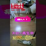 「救急車呼んでよ！」マルチーズ子犬＃シニア＃マルチーズ＃子犬＃しつけ #puppy #赤ちゃん #ふせ＃かわいい＃お迎え＃吠える＃性格＃トリミング＃ペット＃癒し＃遊ぶ＃可愛い #犬のいる生活