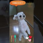 「お腹すいたよ」マルチーズ子犬＃シニア＃マルチーズ＃子犬＃かわいい＃可愛い＃遊ぶ＃吠える＃お迎え＃トリミング #ふせ＃赤ちゃん＃しつけ＃性格＃ペット＃癒し＃ご飯＃カット #puppy