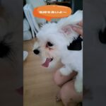 ブラッシング好きなマルチーズ子犬＃シニア＃マルチーズ＃子犬 #ふせ＃赤ちゃん #puppy＃しつけ＃かわいい＃吠える＃遊ぶ＃トリミング＃ブラッシング＃性格＃お迎え＃ペット＃癒し