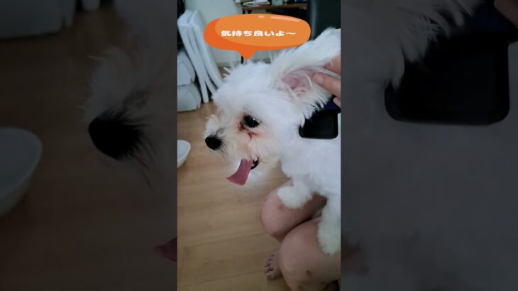 ブラッシング好きなマルチーズ子犬＃シニア＃マルチーズ＃子犬 #ふせ＃赤ちゃん #puppy＃しつけ＃かわいい＃吠える＃遊ぶ＃トリミング＃ブラッシング＃性格＃お迎え＃ペット＃癒し