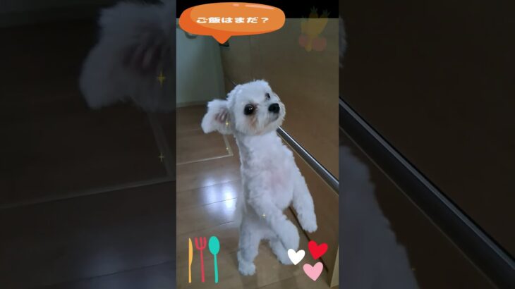 「お腹すいたよ」マルチーズ子犬＃シニア＃マルチーズ＃子犬＃かわいい＃可愛い＃遊ぶ＃吠える＃お迎え＃トリミング #ふせ＃赤ちゃん＃しつけ＃性格＃ペット＃癒し＃ご飯＃カット #puppy