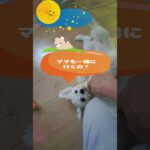 「寝る時間だよ」マルチーズ子犬＃シニア＃マルチーズ＃子犬＃かわいい＃しつけ #puppy  #ふせ #赤ちゃん＃遊ぶ＃吠える＃性格#pets #眠る#puppy#トリミング＃寝る