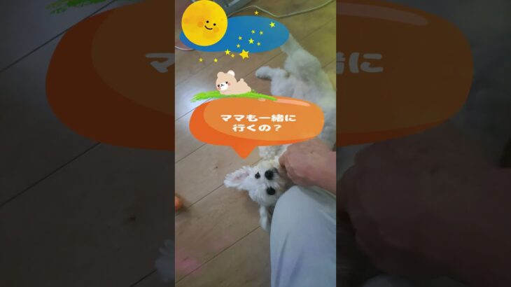 「寝る時間だよ」マルチーズ子犬＃シニア＃マルチーズ＃子犬＃かわいい＃しつけ #puppy  #ふせ #赤ちゃん＃遊ぶ＃吠える＃性格#pets #眠る#puppy#トリミング＃寝る