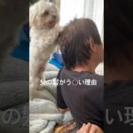 ヘッドスパが上手い美容師🐶 #rap #hiphop #マルチーズ #シニアライフ #可愛い犬 #おもしろ犬