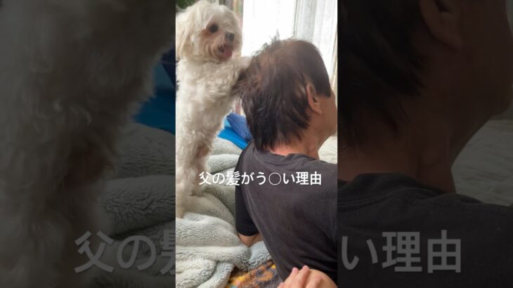 ヘッドスパが上手い美容師🐶 #rap #hiphop #マルチーズ #シニアライフ #可愛い犬 #おもしろ犬