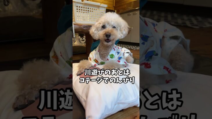 本当は教えたくない 天の川青少年旅行村が最高すぎた #shrots #トイプードル #可愛い犬 #犬と旅行 #川遊び #犬との暮らし#16歳#ハイシニア #シニア