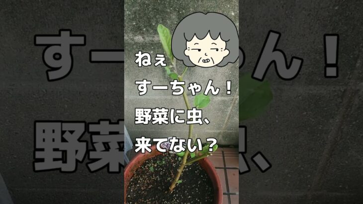 【老後】シニアの生き方にもいろいろあるようです～今日も巻き込まれてます～ ＜#年金暮らし #老後不安 #シニアライフ ＞