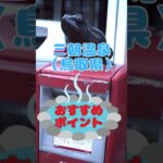 坂が少ない！歩きやすい温泉街【中国地方３選】①三朝温泉