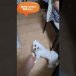 ピッピッ鳴らすとおもちゃを取りにくるマルチーズ子犬＃シニア＃マルチーズ #ふせ#赤ちゃん ＃しつけ＃遊ぶ＃トリミング＃吠える＃可愛い＃かわいい＃子犬＃ペット＃癒し＃くわえる＃お迎え
