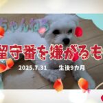 「お留守番を嫌がるもも💛」マルチーズ子犬＃シニア＃マルチーズ＃子犬＃しつけ＃かわいい＃お迎え＃吠える＃癒し＃ペット＃赤ちゃん＃散歩＃性格＃トリミング＃カット