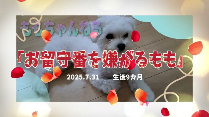 「お留守番を嫌がるもも💛」マルチーズ子犬＃シニア＃マルチーズ＃子犬＃しつけ＃かわいい＃お迎え＃吠える＃癒し＃ペット＃赤ちゃん＃散歩＃性格＃トリミング＃カット