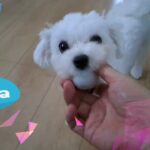 反射神経の良いマルチーズ子犬＃シニア＃マルチーズ＃子犬＃遊ぶ＃かわいい＃しつけ＃吠える＃性格＃トリミング＃赤ちゃん#癒し ＃ペット＃お迎え＃ボール