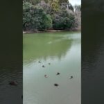 ベティさんの家旭公園