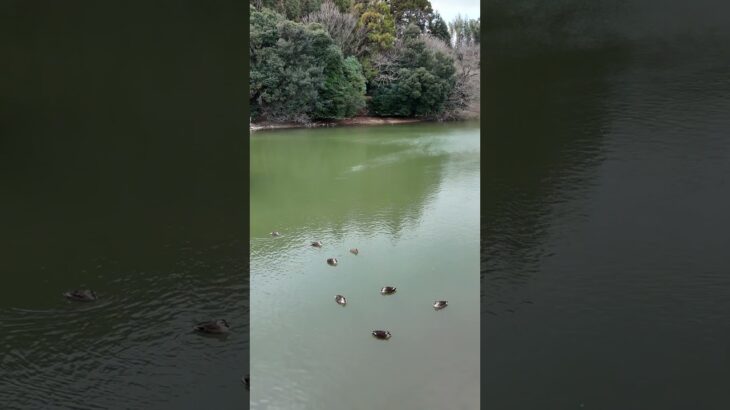 ベティさんの家旭公園