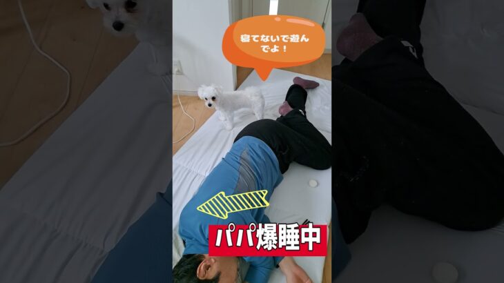 爆睡中のパパを起こそうとするマルチーズ子犬＃シニア ＃マルチーズ＃子犬＃赤ちゃん＃しつけ＃かわいい＃吠える＃噛む＃癒し＃お迎え＃散歩