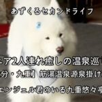 【大分・九重】シニア癒しの温泉巡り旅｜筋湯温泉源泉掛け流し|エンジェル君のいる九重悠々亭