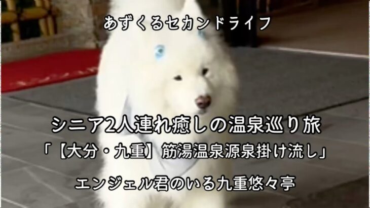 【大分・九重】シニア癒しの温泉巡り旅｜筋湯温泉源泉掛け流し|エンジェル君のいる九重悠々亭