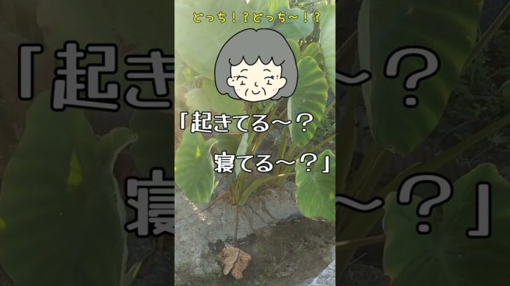 【60代ゆかり】母、年金暮らしで感じる心の負担とは…!? ＜ #シニアライフ #暮らし #老後 悩み 生活 ＞