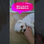 「おやつも忘れないでね💛」マルチーズ子犬＃シニア＃マルチーズ＃子犬＃しつけ＃かわいい＃遊ぶ＃トリミング＃お迎え＃癒し＃吠える＃おやつ#赤ちゃん #puppy #ふせ＃性格＃カット