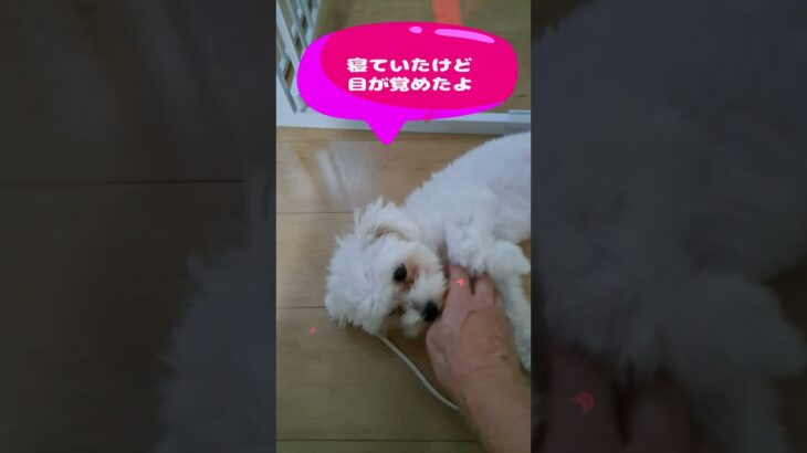 「おやつも忘れないでね💛」マルチーズ子犬＃シニア＃マルチーズ＃子犬＃しつけ＃かわいい＃遊ぶ＃トリミング＃お迎え＃癒し＃吠える＃おやつ#赤ちゃん #puppy #ふせ＃性格＃カット