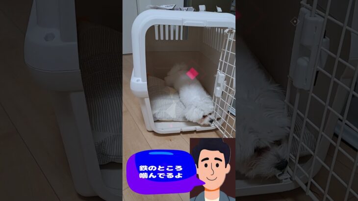 「カミカミやめられやんわ～💛」マルチーズ子犬＃シニア＃マルチーズ＃子犬＃しつけ #ふせ＃赤ちゃん＃かわいい＃性格＃トリミング＃カット＃吠える＃ペット＃癒し #犬のいる生活＃遊ぶ