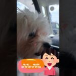 「あの車あおり運転じゃない？」💛マルチーズ子犬＃シニア＃マルチーズ＃子犬＃しつけ #ふせ＃かわいい＃赤ちゃん＃遊ぶ＃ペット＃癒し＃お迎え＃トリミング＃カット＃性格 #犬のいる生活