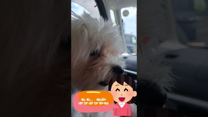 「あの車あおり運転じゃない？」💛マルチーズ子犬＃シニア＃マルチーズ＃子犬＃しつけ #ふせ＃かわいい＃赤ちゃん＃遊ぶ＃ペット＃癒し＃お迎え＃トリミング＃カット＃性格 #犬のいる生活