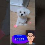 「お腹すいて倒れるよ～💛」マルチーズ子犬＃シニア＃マルチーズ＃子犬＃しつけ＃かわいい #ふせ＃赤ちゃん＃遊ぶ＃トリミング＃カット＃吠える＃性格＃ペット＃おやつ＃ご飯＃癒し＃散歩＃お迎え