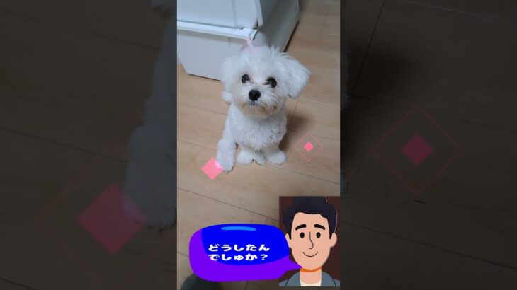 「お腹すいて倒れるよ～💛」マルチーズ子犬＃シニア＃マルチーズ＃子犬＃しつけ＃かわいい #ふせ＃赤ちゃん＃遊ぶ＃トリミング＃カット＃吠える＃性格＃ペット＃おやつ＃ご飯＃癒し＃散歩＃お迎え